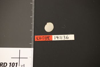 Media type: image;   Malacology 141136 Description: Preserved specimen.;